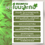 ผงใบมะละกอ ออร์แกนิค ไร้สารพิษ ปราศจากสารเคมี ส่งเร็ว ขนาด 80 กรัม