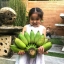 หน่อกล้วยน้ำหว้าทะลิอ่องยักษ์โบราณ 4 หน่อ ส่งฟรีทั่วไทย