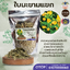 ใบมะขามแขก Senna Leaf สมุนไพร แก้ท้องผูก ช่วยระบาย ปลอดภัย