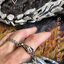 เครื่องประดับชุด มังกร Set Dragon Sterling Silver 925 NSSV3115