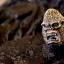แหวนหน้าคิงคอง King Kong Sterling Silver 925 NSRG901