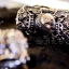 ข้อมือเงินแท้พี่สิงห์ Chinese guardian lions. 925 Sterling Silver Bracelet. NSBL1263