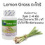 ตะไคร้ Lemon Grass ตรา บลูเบิร์ด ขนาด 600 มิลลิกรัม 60 แคปซูล