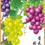 fruit-1007 *พร้อมส่ง* ชุดปักครอสติช ลายช่อองุ่น (ผ้า9CTพิมพ์ลาย ปัก 4 เส้นเล็ก ไม่มีเดินเส้น) ขนาด 63*83 ซม.ผ้าครอสติช 9CTพิมพ์ลายปักบนผ้า ไหมคอตตอน 44 สี ผังลาย เข็ม