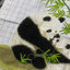 panda-1028 *สินค้าหมด* ชุดปักครอสติช ลายครอบครัวแพนด้า (ไม่มีเดินเส้น ปักครั้งละ 3 เส้นเล็ก) ขนาด 58*50 ซม.ผ้าครอสติช 11CTพิมพ์ลายปักบนผ้า ไหมคอตตอน 16 สี ผังลาย เข็ม