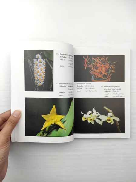 ทำเนียบกล้วยไม้ไทย กล้วยไม้ป่า image 2 ทำเนียบกล้วยไม้ไทย กล้วยไม้ป่า image 2