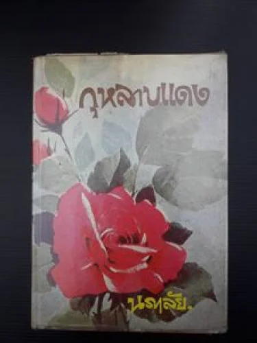 กุหลาบแดง กุหลาบแดง
