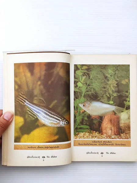 คู่มือเลี้ยงปลาตู้ เล่มนี้ไม่ใช่ image 5 คู่มือเลี้ยงปลาตู้ เล่มนี้ไม่ใช่ image 5