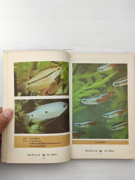 คู่มือเลี้ยงปลาตู้ เล่มนี้ไม่ใช่ image 6 คู่มือเลี้ยงปลาตู้ เล่มนี้ไม่ใช่ image 6